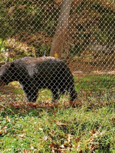 West Virginia State Wildlife Center - French Creek, WV