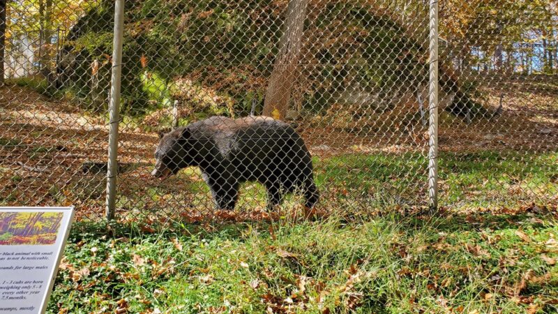 West Virginia State Wildlife Center - French Creek, WV