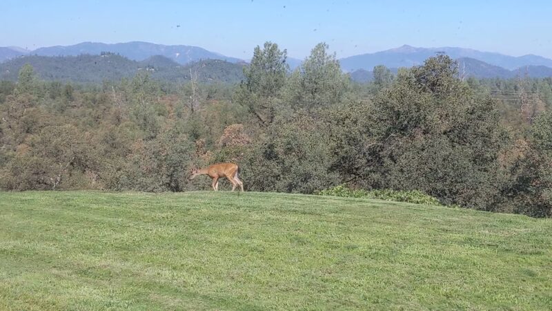 French Gulch County Park - French Gulch, CA