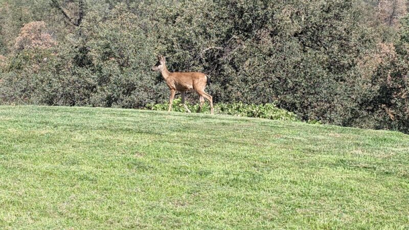 French Gulch County Park - French Gulch, CA