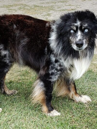 Karosel Kennels - Frenchtown, MT