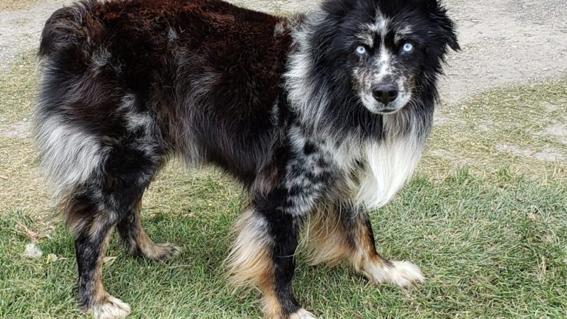 Karosel Kennels - Frenchtown, MT