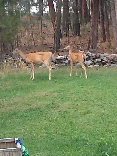 Karosel Kennels - Frenchtown, MT