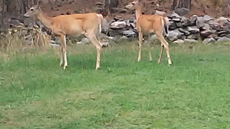 Karosel Kennels - Frenchtown, MT