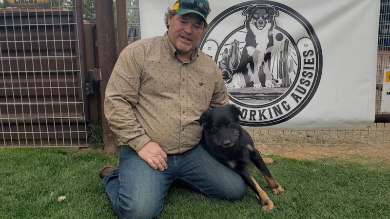 Karosel Kennels - Frenchtown, MT