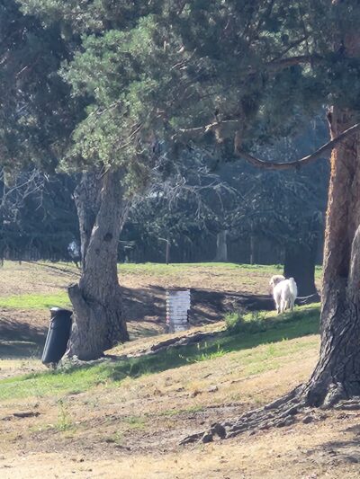 Basin F. Park - Fresno, CA
