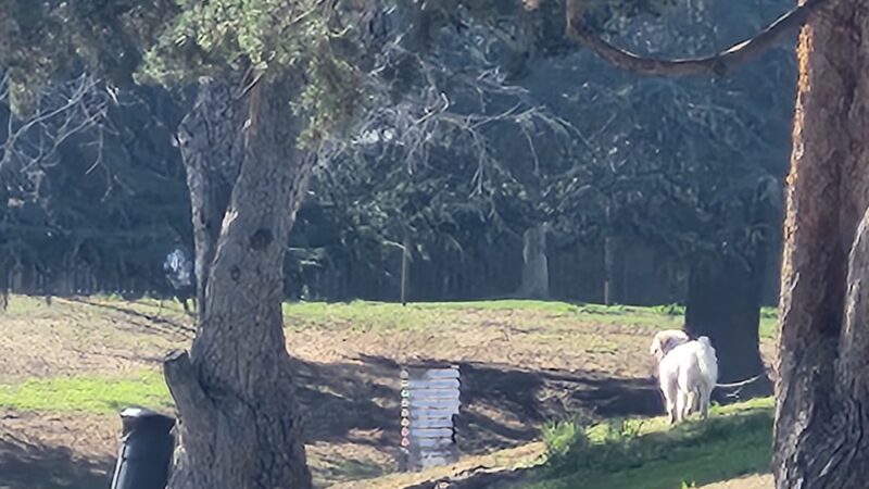 Basin F. Park - Fresno, CA