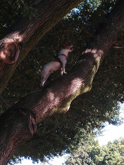Basin "I" Park - Fresno, CA