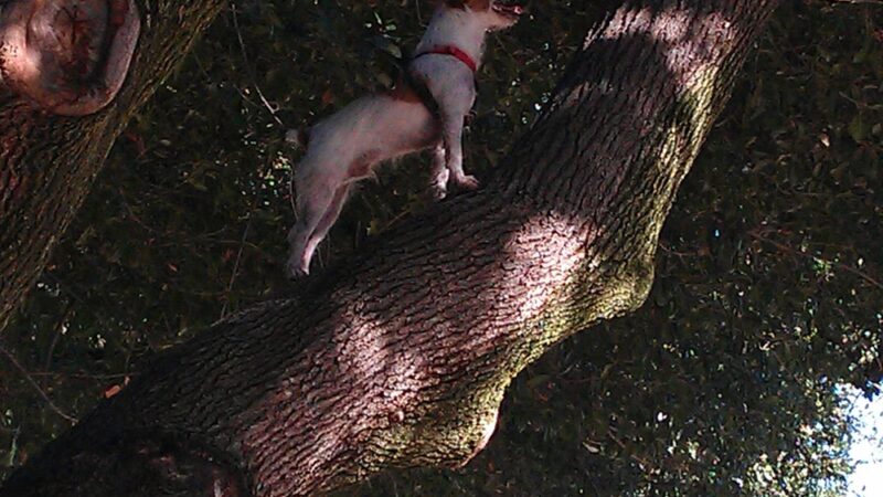 Basin "I" Park - Fresno, CA