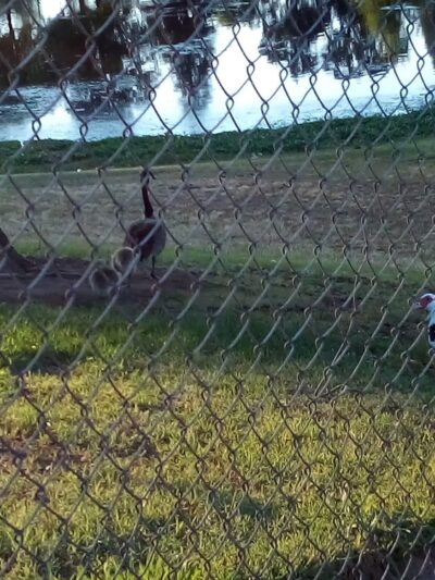 Basin V Park - Fresno, CA