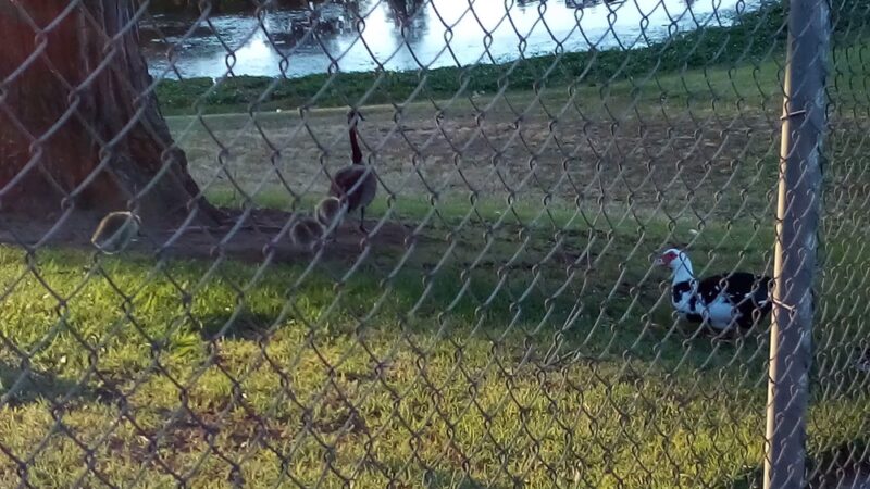 Basin V Park - Fresno, CA
