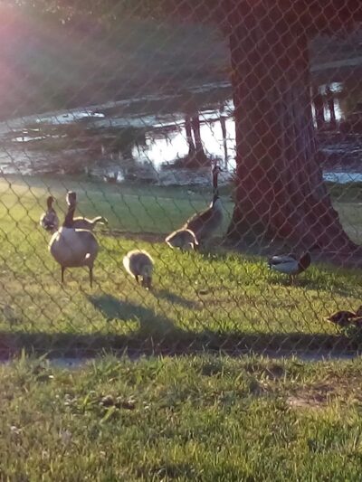 Basin V Park - Fresno, CA