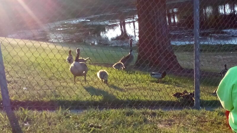 Basin V Park - Fresno, CA
