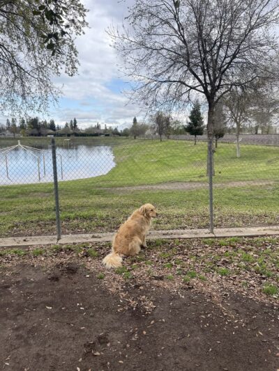 Figarden Dog Park - Fresno, CA
