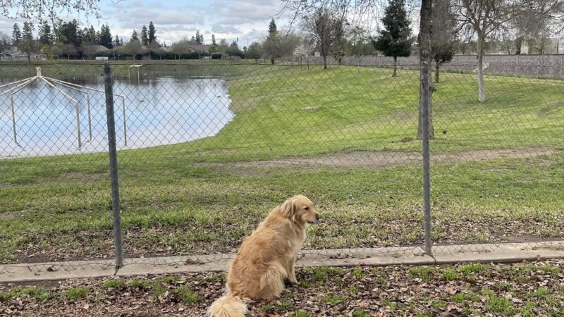 Figarden Dog Park - Fresno, CA