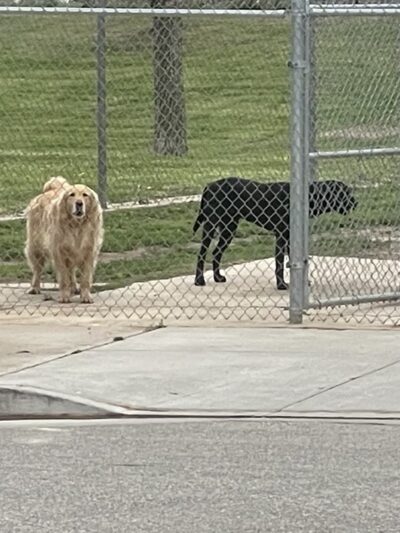 Figarden Dog Park - Fresno, CA