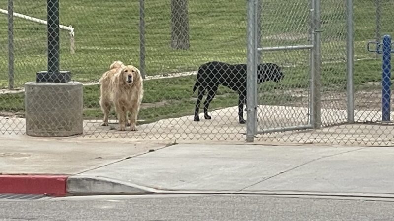 Figarden Dog Park - Fresno, CA