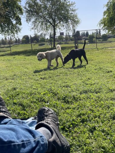 Figarden Dog Park - Fresno, CA
