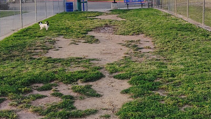 Figarden Dog Park - Fresno, CA