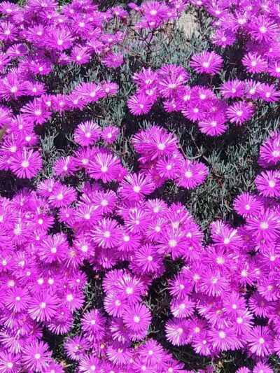 Fresno Park - Fresno, CA