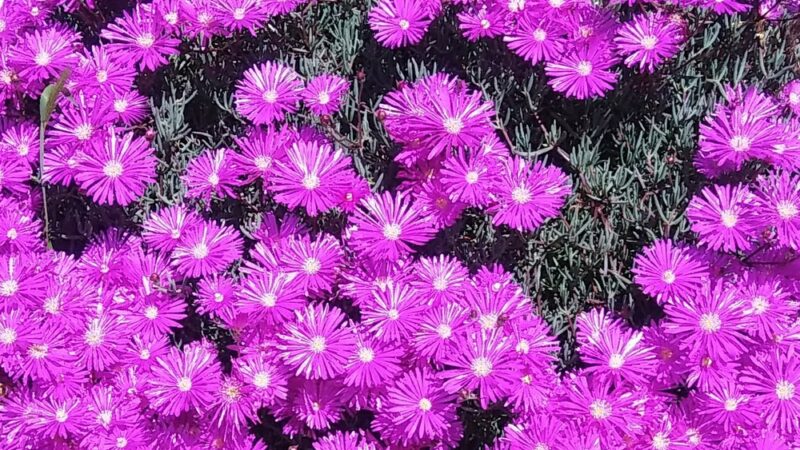 Fresno Park - Fresno, CA