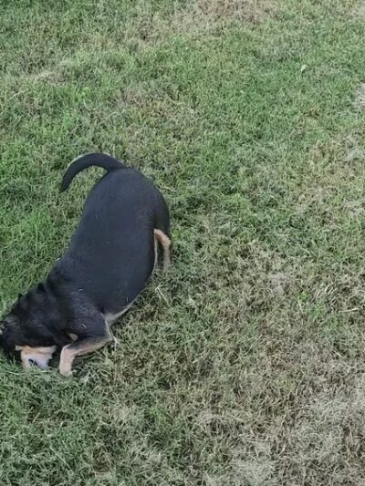 Frick Park - Fresno, CA