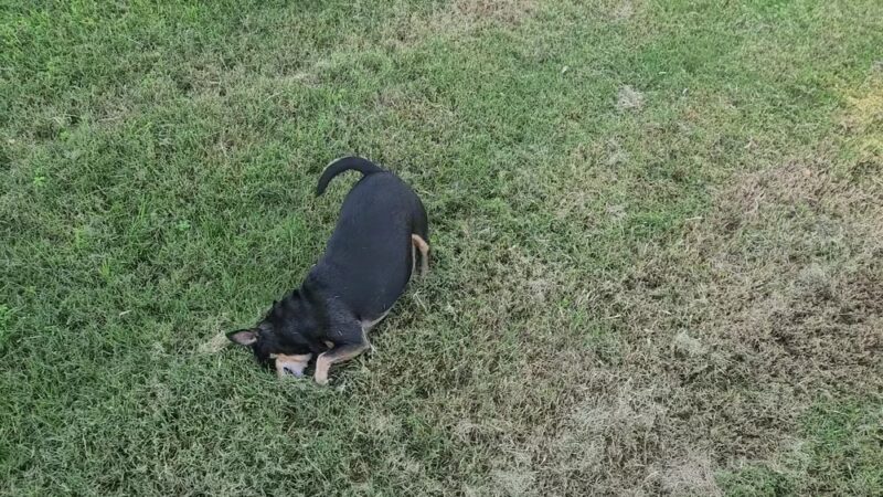 Frick Park - Fresno, CA