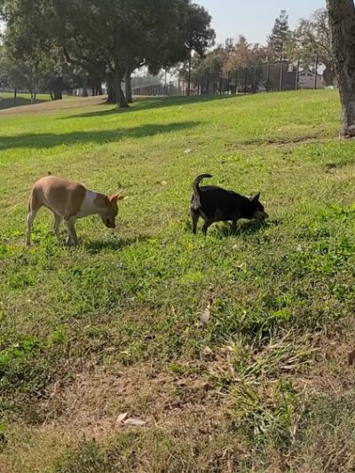 Frick Park - Fresno, CA