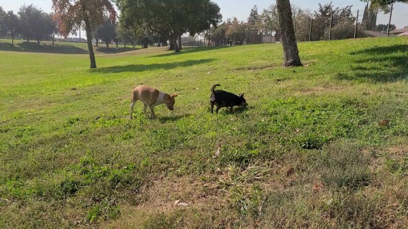 Frick Park - Fresno, CA