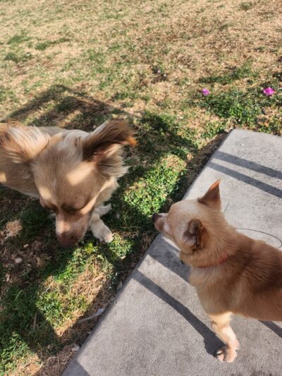 Granny's Park - Fresno, CA