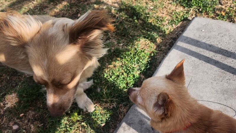 Granny's Park - Fresno, CA