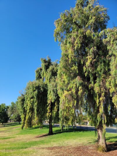 Manchester Park - Fresno, CA