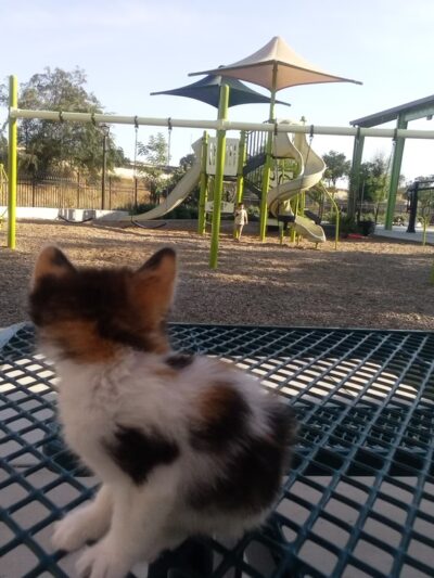 Martin Park- Webster Community - Fresno, CA