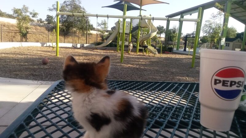 Martin Park- Webster Community - Fresno, CA