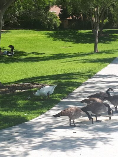 Oso de Oro Park - Fresno, CA