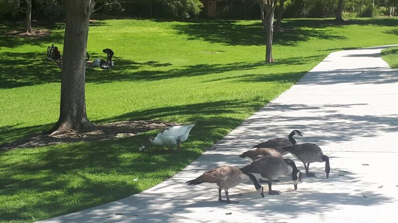 Oso de Oro Park - Fresno, CA