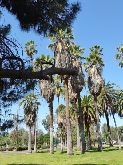 Roeding Park - Fresno, CA