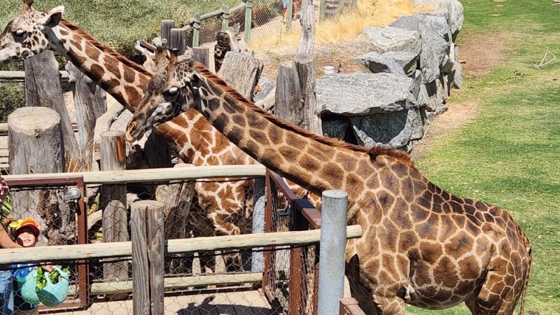 Roeding Park - Fresno, CA
