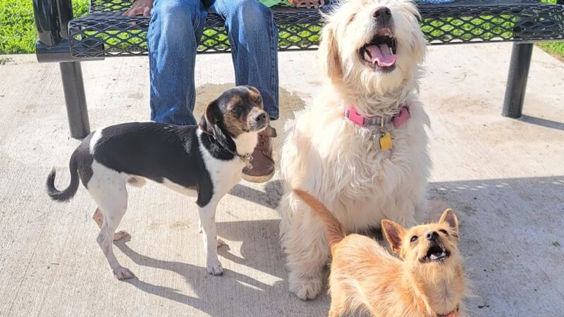 Roeding Park Dog Park - Fresno, CA