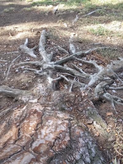 University Park - Fresno, CA