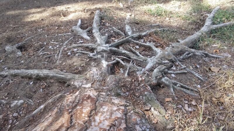 University Park - Fresno, CA