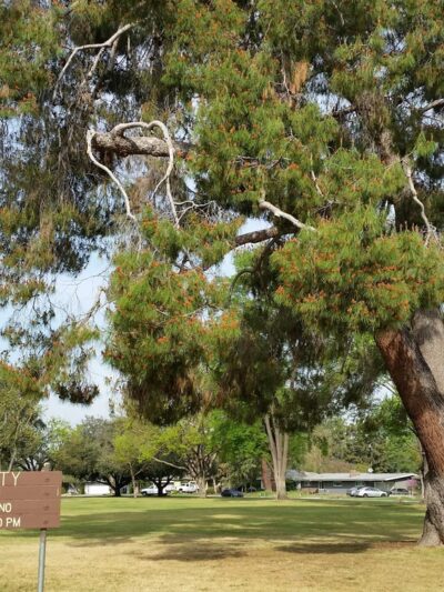 University Park - Fresno, CA