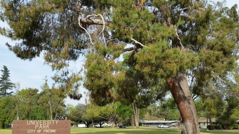 University Park - Fresno, CA