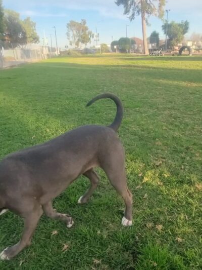 Fullerton Pooch Park - Fullerton, CA