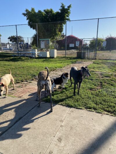 Fullerton Pooch Park - Fullerton, CA