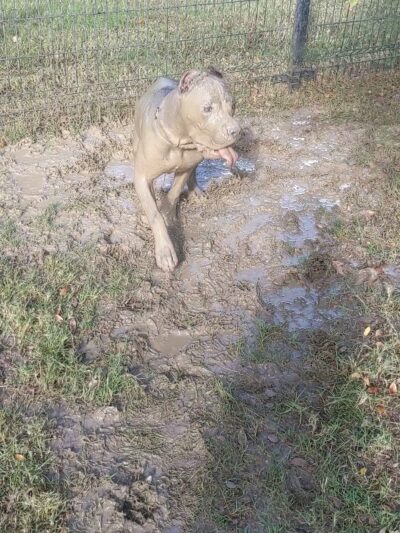 Cross Creek Ranch Canine Commons - Fulshear, TX
