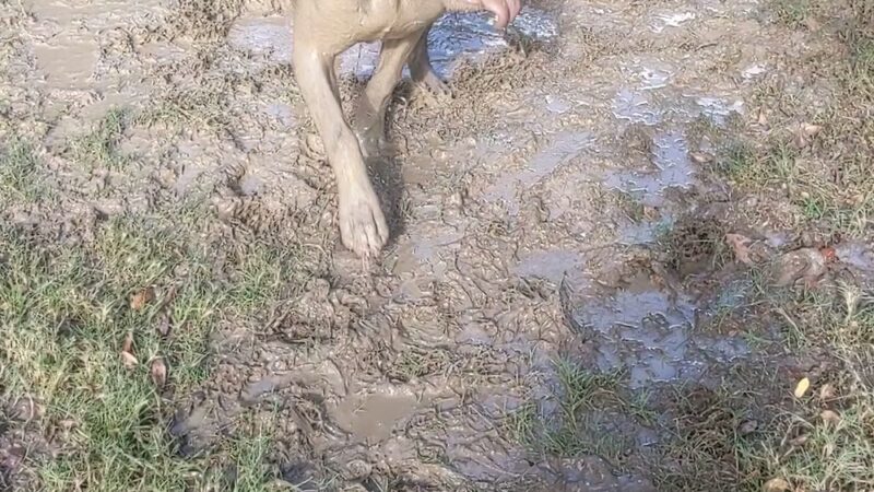 Cross Creek Ranch Canine Commons - Fulshear, TX