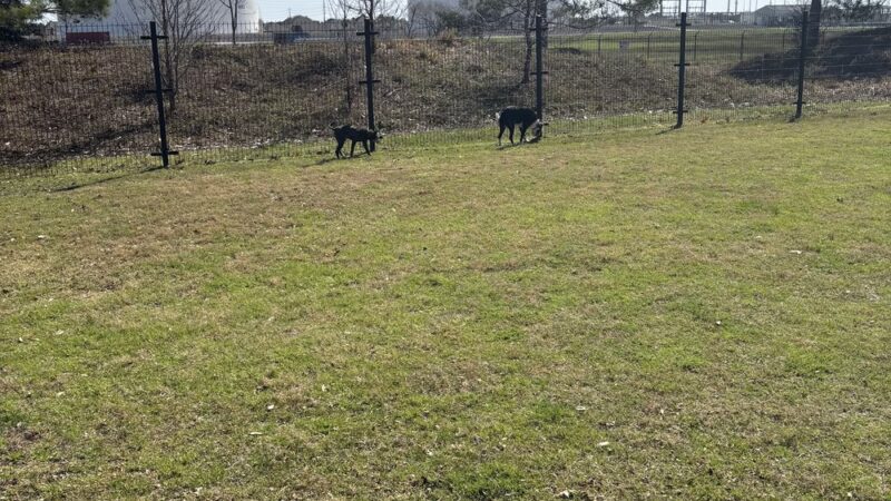 Cross Creek Ranch Canine Commons - Fulshear, TX