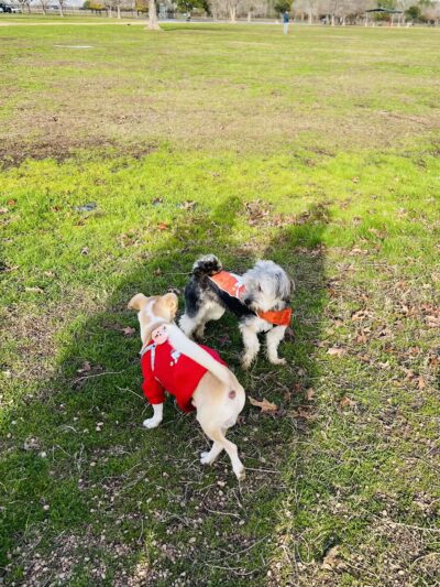 Cross Creek Ranch Canine Commons - Fulshear, TX