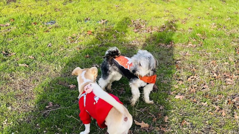 Cross Creek Ranch Canine Commons - Fulshear, TX